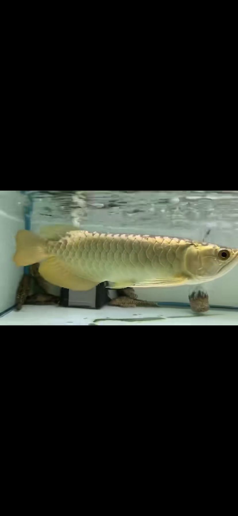 請(qǐng)來(lái)的金龍大家看看怎么樣（中國(guó)最貴觀(guān)賞魚(yú)排名十大——）