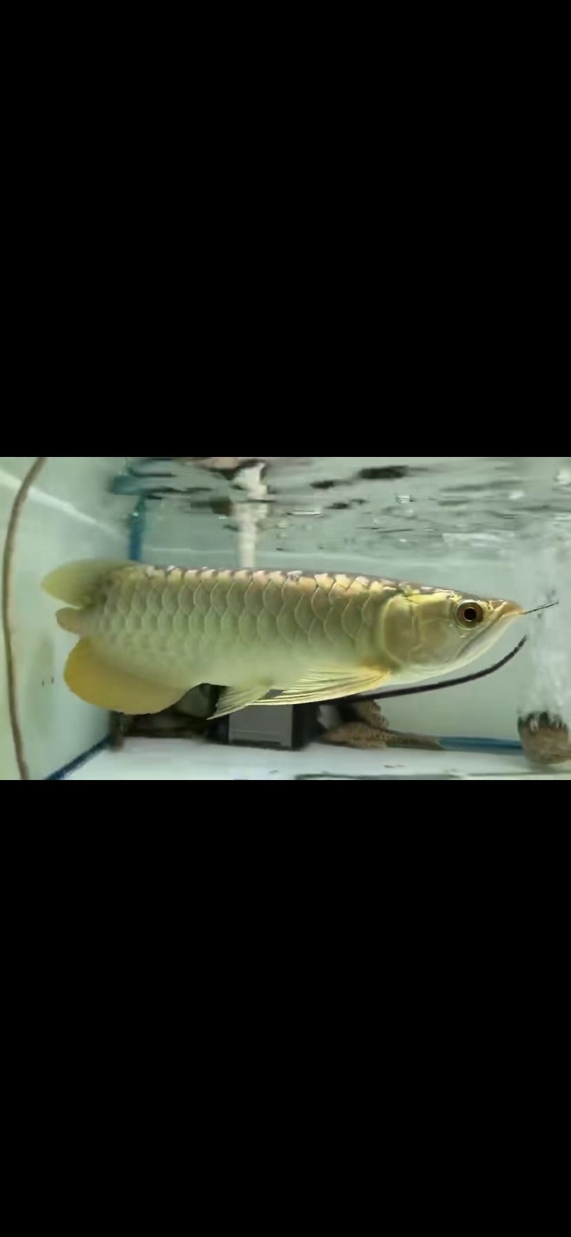請(qǐng)來(lái)的金龍大家看看怎么樣（中國(guó)最貴觀(guān)賞魚(yú)排名十大——）