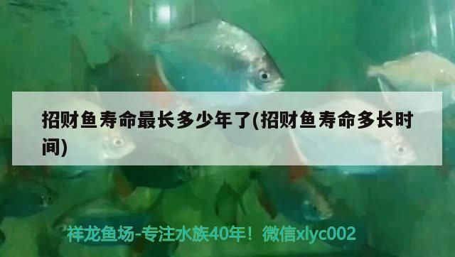 招財魚壽命最長多少年了(招財魚壽命多長時間)（招財魚壽命有多長）