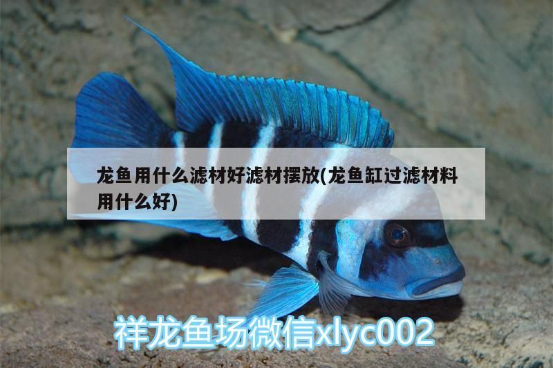 龍魚用什么濾材好濾材擺放(龍魚缸過濾材料用什么好)（龍魚用什么濾材好濾材好濾材擺放和龍魚缸過濾材料用什么好）