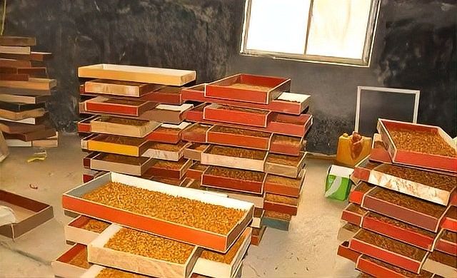 紅龍蜈蚣的最佳繁殖環(huán)境（紅龍蜈蚣的最佳繁殖環(huán)境是什么？） 紅龍蜈蚣的最佳繁殖環(huán)境（紅龍蜈蚣的最佳繁殖環(huán)境是什么？） 龍魚百科 第2張