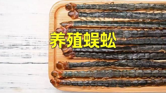 紅龍蜈蚣的最佳繁殖環(huán)境（紅龍蜈蚣的最佳繁殖環(huán)境是什么？） 紅龍蜈蚣的最佳繁殖環(huán)境（紅龍蜈蚣的最佳繁殖環(huán)境是什么？） 龍魚百科 第1張