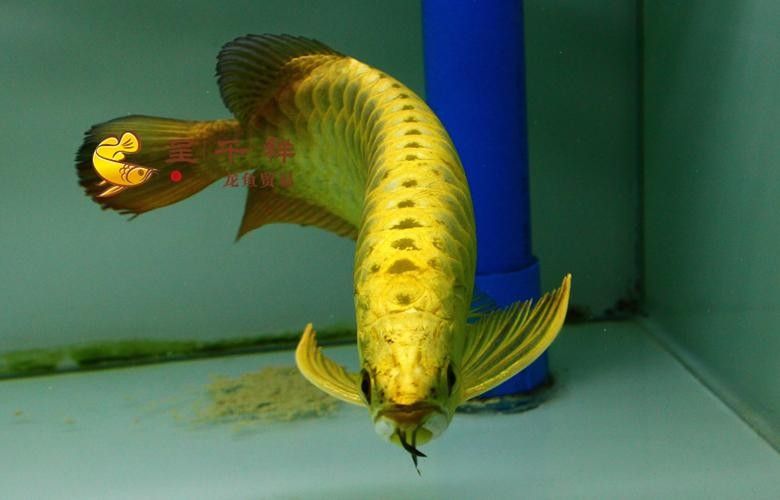 如何聯系廣州龍魚漁場（廣州呈千祥龍魚漁場和祥龍魚場有哪些龍魚品種）