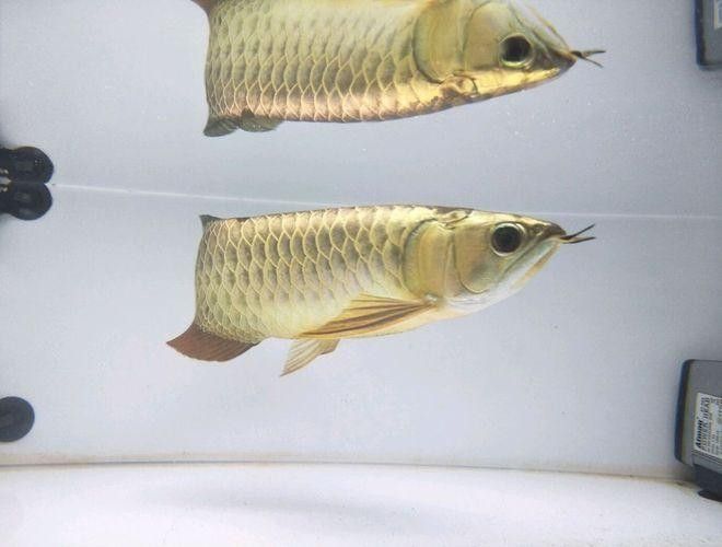 如何聯系廣州龍魚漁場（廣州呈千祥龍魚漁場和祥龍魚場有哪些龍魚品種）