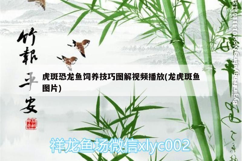 龍魚背景圖片大全，龍魚動態壁紙，龍魚動態壁紙手機壁紙