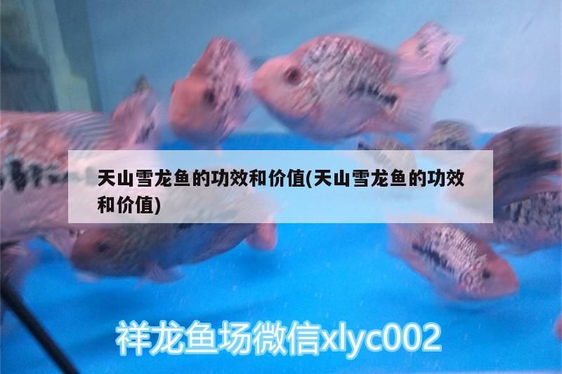 龍魚背景圖片大全，龍魚動態壁紙，龍魚動態壁紙手機壁紙