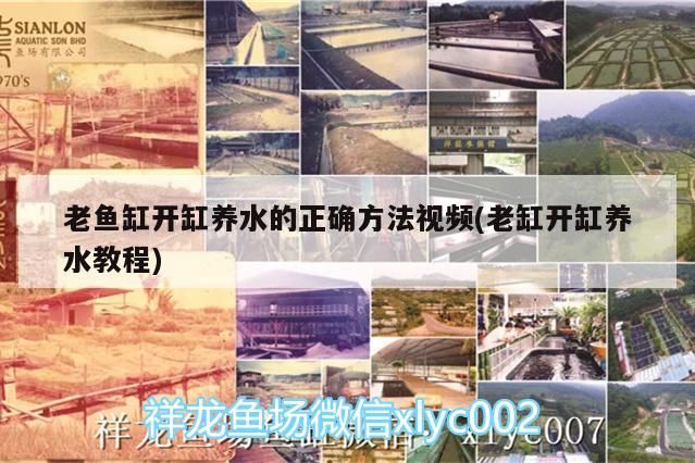 龍魚背景圖片大全，龍魚動態壁紙，龍魚動態壁紙手機壁紙