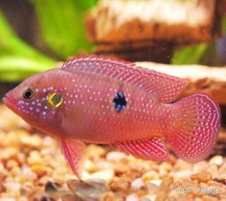 魚缸品牌十大品牌排名前十有哪些魚缸品牌排名前十有哪些