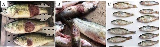 龍魚被傳染后多久會死？（龍魚在感染病毒或細菌后的死亡時間及治療方法大全）