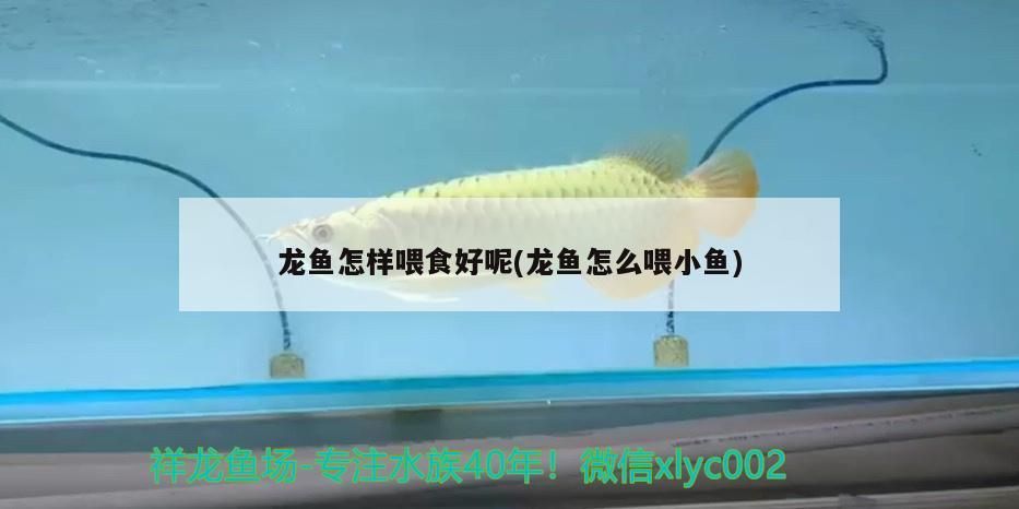 龍魚怎樣喂食好呢(龍魚怎么喂小魚)（龍魚怎樣喂食好）