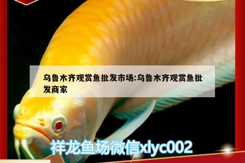 烏魯木齊觀賞魚批發(fā)市場:烏魯木齊觀賞魚批發(fā)商家（烏魯木齊觀賞魚批發(fā)市場）