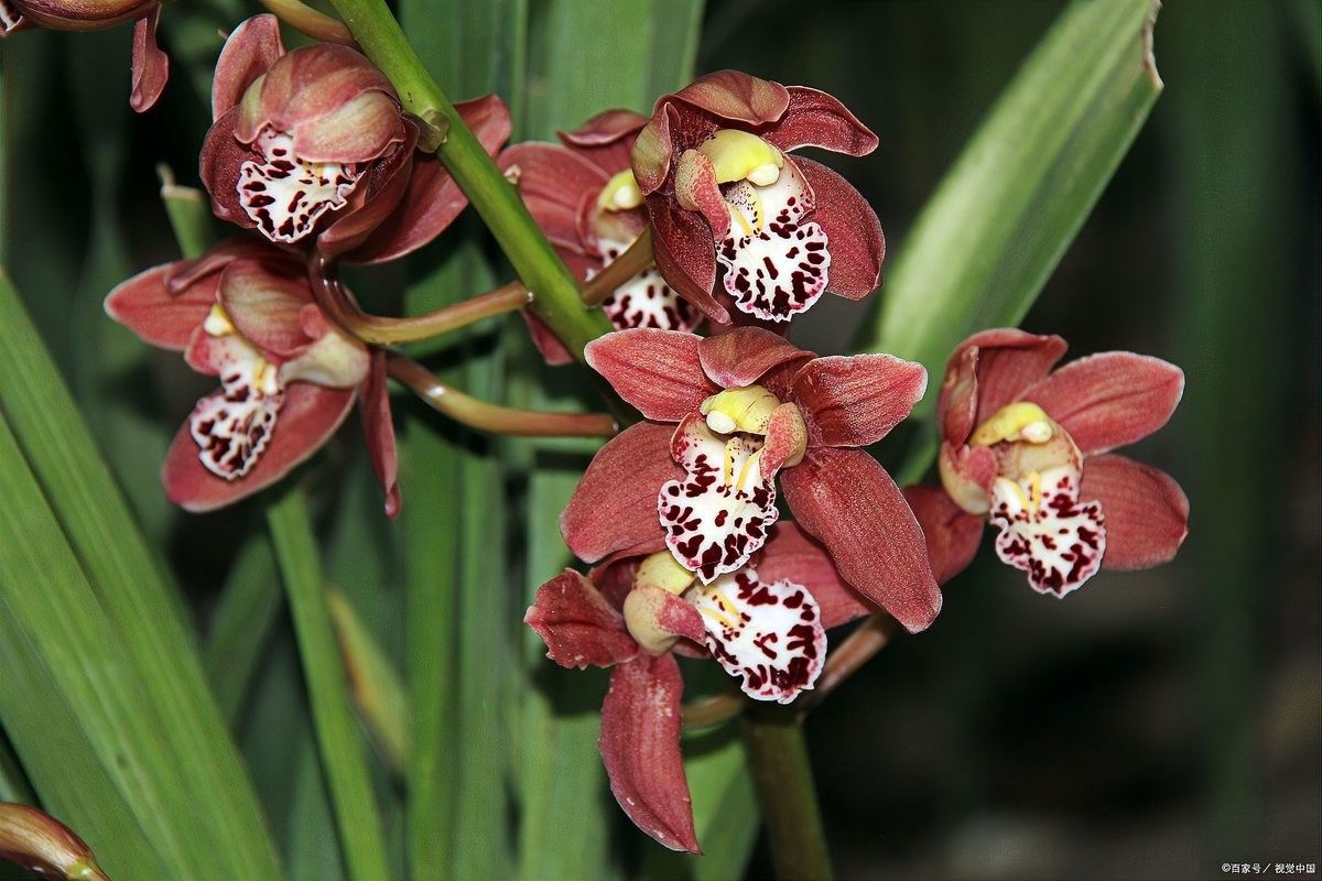 紅龍字蘭花分株后多久會開花？（紅龍字蘭花分株后多久能恢復正常生長？）