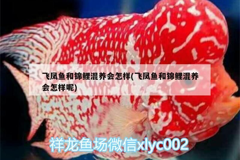 飛鳳魚和錦鯉混養(yǎng)會(huì)怎樣(飛鳳魚和錦鯉混養(yǎng)會(huì)怎樣呢)（鳳魚和錦鯉可以和孔雀魚一起養(yǎng)嗎，錦鯉和孔雀魚一起養(yǎng)嗎）