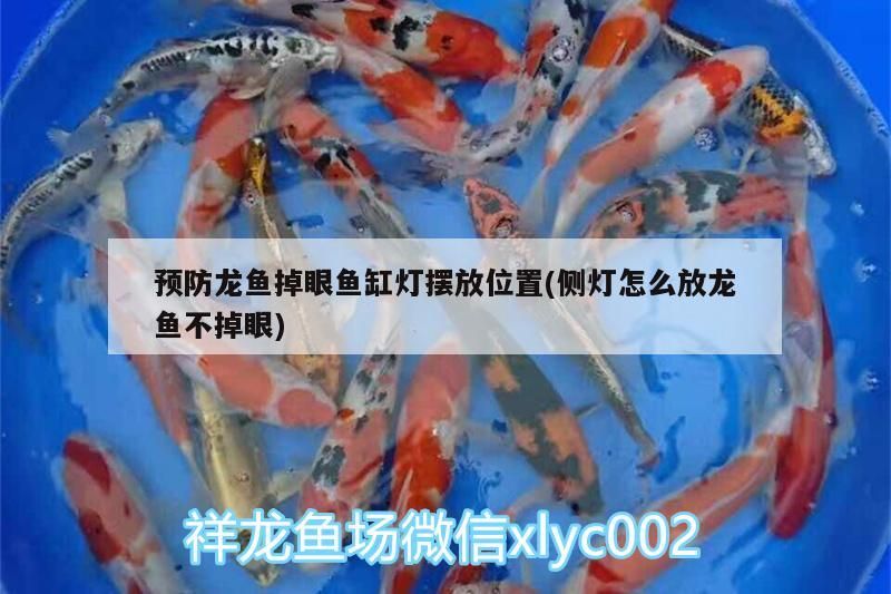 預(yù)防龍魚掉眼魚缸燈擺放位置(側(cè)燈怎么放龍魚不掉眼)（如何預(yù)防龍魚掉眼） 預(yù)防龍魚掉眼魚缸燈擺放位置(側(cè)燈怎么放龍魚不掉眼)（如何預(yù)防龍魚掉眼） 觀賞魚百科