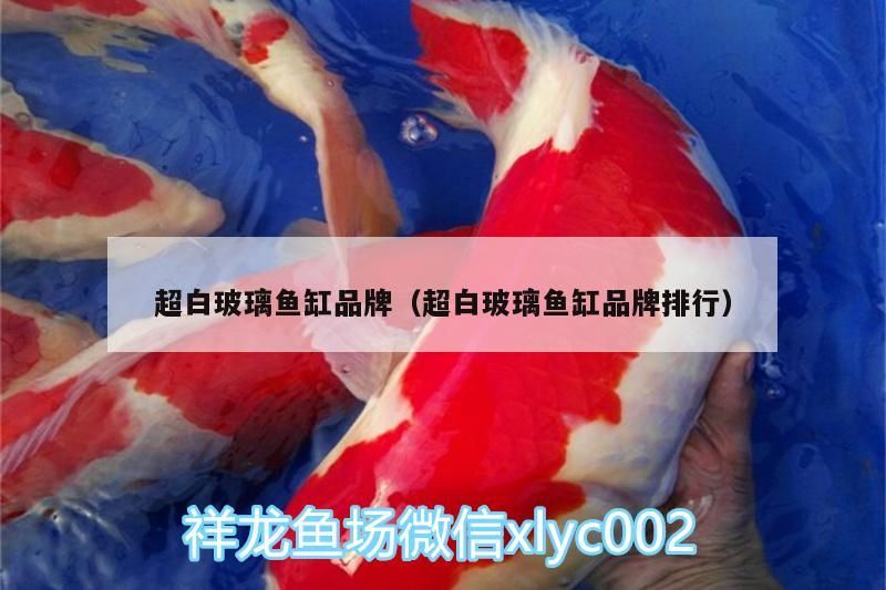 超白玻璃魚缸品牌（超白玻璃魚缸品牌排行）（國內最好的超白玻璃魚缸品牌有哪些？）
