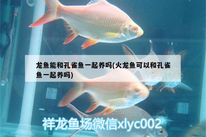 龍魚能和孔雀魚一起養嗎(火龍魚可以和孔雀魚一起養嗎)（龍魚可以和孔雀魚一起養嗎）
