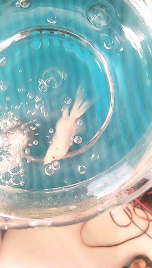 魚眼鏡充血快不行了還有救嗎（魚眼鏡頭充血了怎么辦？）