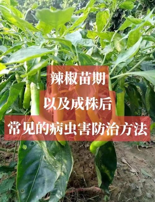 如何預防紅龍辣椒的病蟲害（12,辣椒21個病蟲害防治方案,菜農必備）