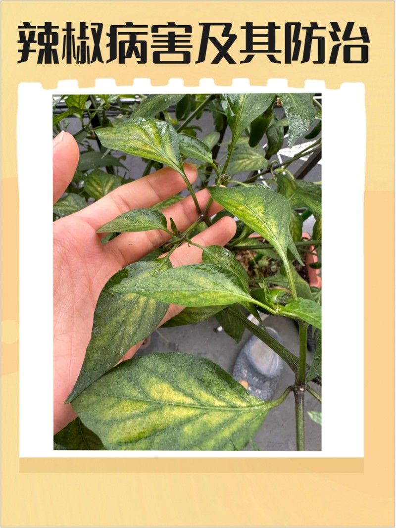 如何預防紅龍辣椒的病蟲害（12,辣椒21個病蟲害防治方案,菜農必備）