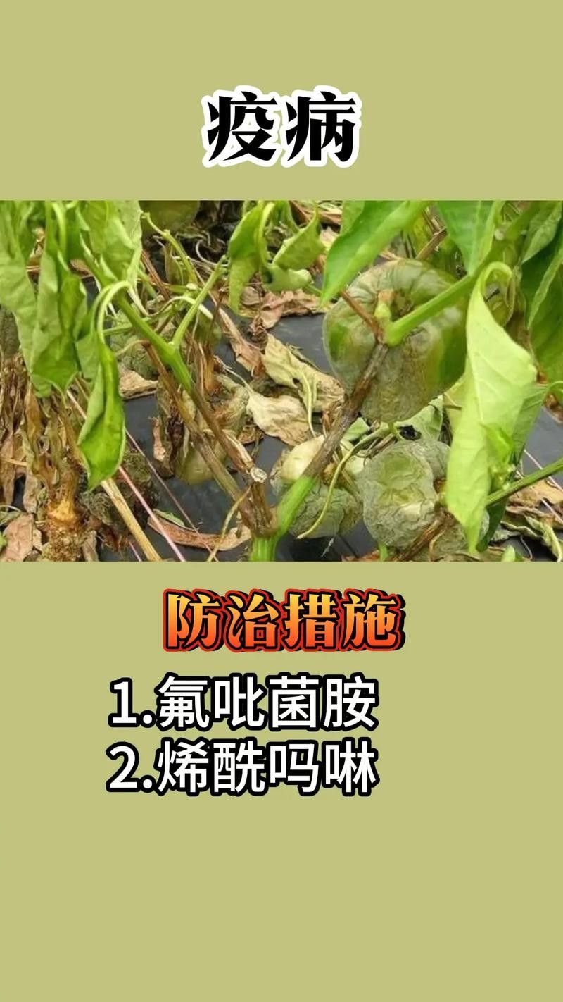如何預防紅龍辣椒的病蟲害（12,辣椒21個病蟲害防治方案,菜農必備）
