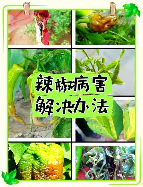 如何預防紅龍辣椒的病蟲害（12,辣椒21個病蟲害防治方案,菜農必備）