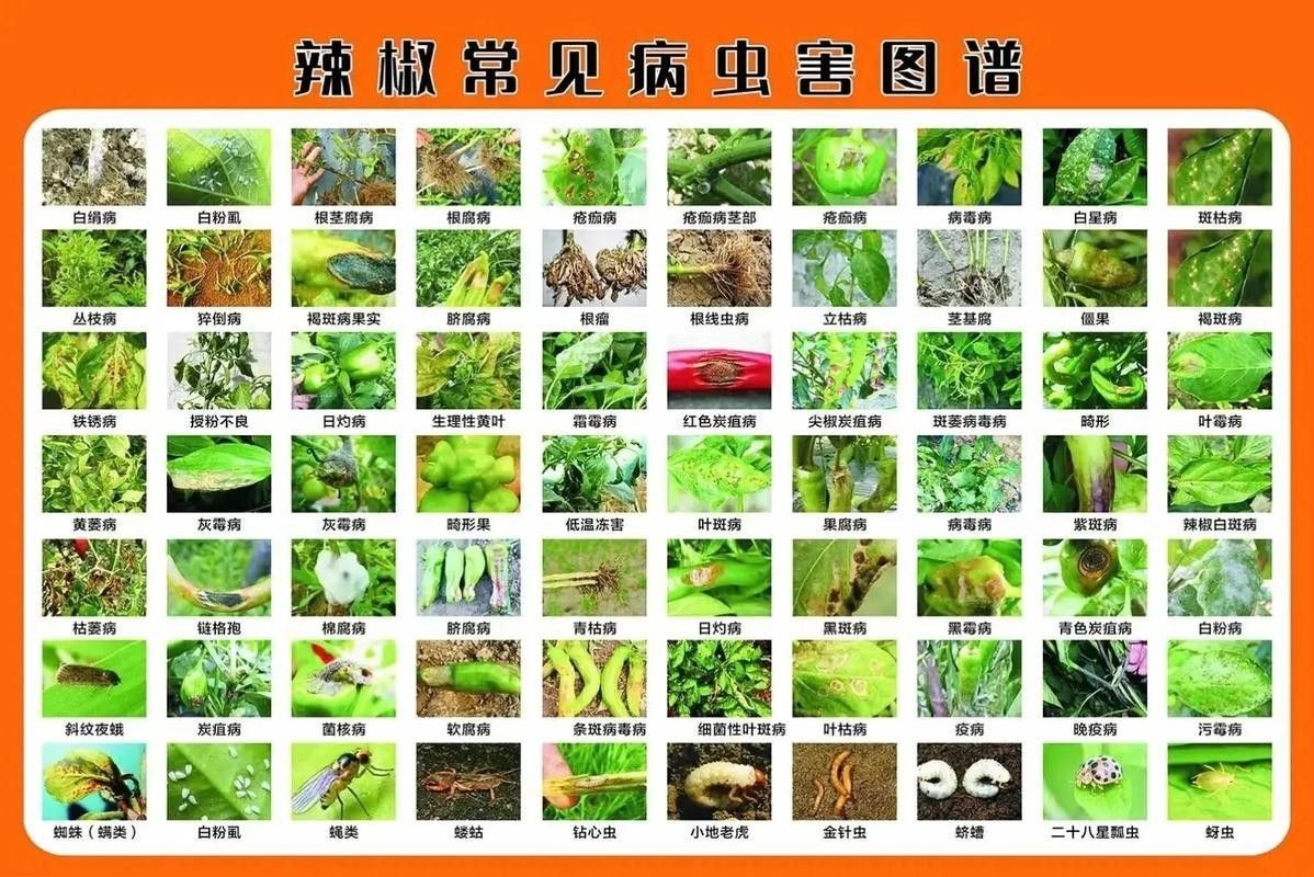 如何預防紅龍辣椒的病蟲害（12,辣椒21個病蟲害防治方案,菜農必備）