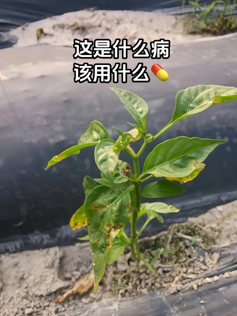 如何預防紅龍辣椒的病蟲害（12,辣椒21個病蟲害防治方案,菜農必備）
