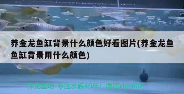 養金龍魚缸背景什么顏色好看圖片(養金龍魚魚缸背景用什么顏色)（養金龍魚缸背景什么顏色好看圖片）