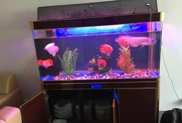 紅龍魚和金龍魚寓意區(qū)別：養(yǎng)紅龍魚和金龍魚有什么區(qū)別