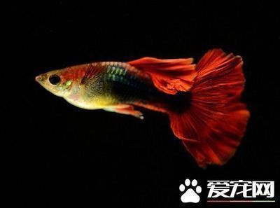 紅龍魚和金龍魚寓意區(qū)別：養(yǎng)紅龍魚和金龍魚有什么區(qū)別
