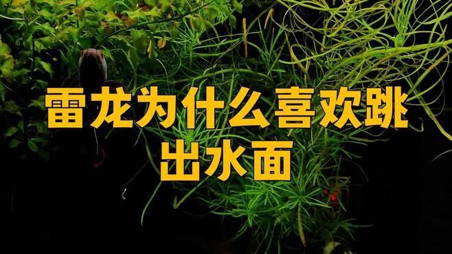 雷龍魚能在陸地上呼吸嗎（雷龍魚存活多日竟能游動,專家揭秘其生命奧秘!）