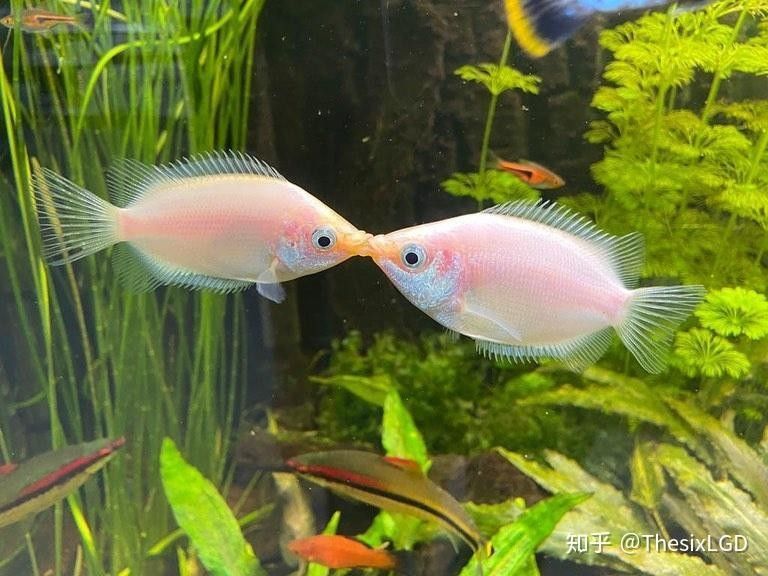 雷龍魚能在陸地上呼吸嗎（雷龍魚存活多日竟能游動,專家揭秘其生命奧秘!）