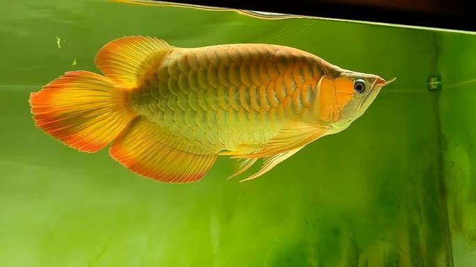 龍王（短身龍福龍）有哪些品種（短身龍福龍的品種多樣，你家的紅龍是那種微信公眾平臺）