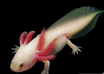 給我高清的恐龍魚圖片（關于恐龍魚的高清圖片資源及相關信息）