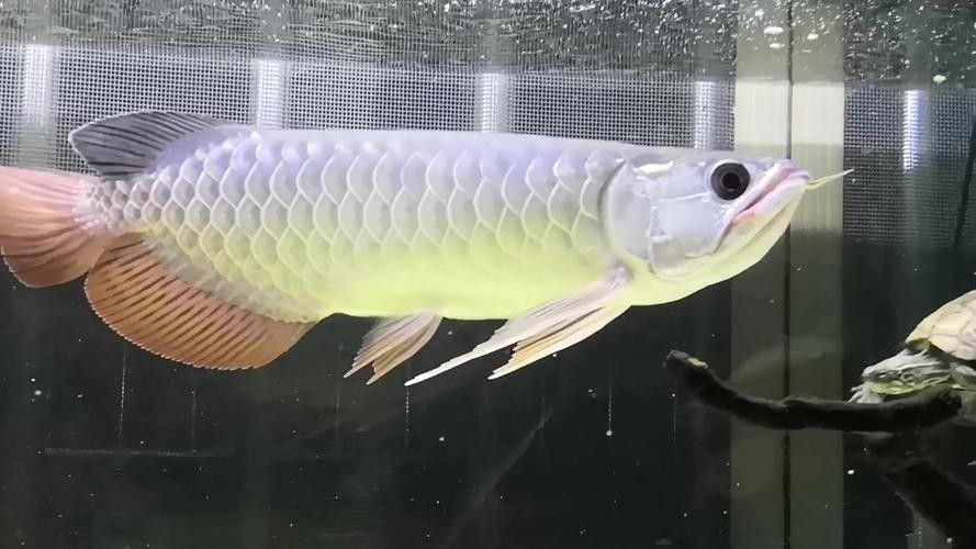 金龍魚吃什么小魚最好（金龍魚吃什么好） 金龍魚吃什么小魚最好（金龍魚吃什么好） 龍魚百科 第7張