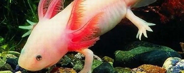 六角龍魚腿爛了會傳染嗎（六角恐龍魚腳爛了怎么辦）
