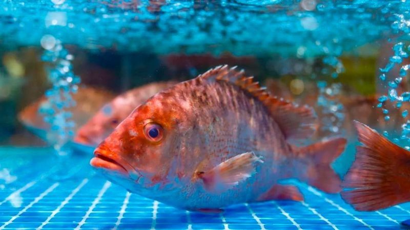 防城港金龍魚批發市場的營業時間是？（城港金龍魚批發市場營業時間是每天9點至下午5點） 防城港金龍魚批發市場的營業時間是？（城港金龍魚批發市場營業時間是每天9點至下午5點） 龍魚百科 第1張
