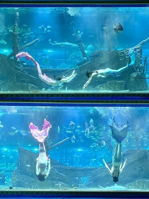 如何聯系到珠海龍魚世家水族館（如何聯系到珠海龍魚世家水族館？）