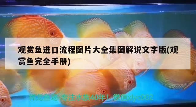 觀賞魚進口流程圖片大全集圖解說文字版(觀賞魚完全手冊)（觀賞魚進口流程圖片大全集圖解說魚進口流程圖片大全）