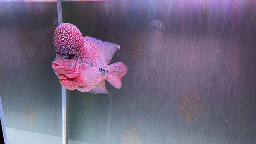 天津觀賞魚進貨渠道有哪些公司在做（天津觀賞魚交易中心）（天津觀賞魚進貨渠道）