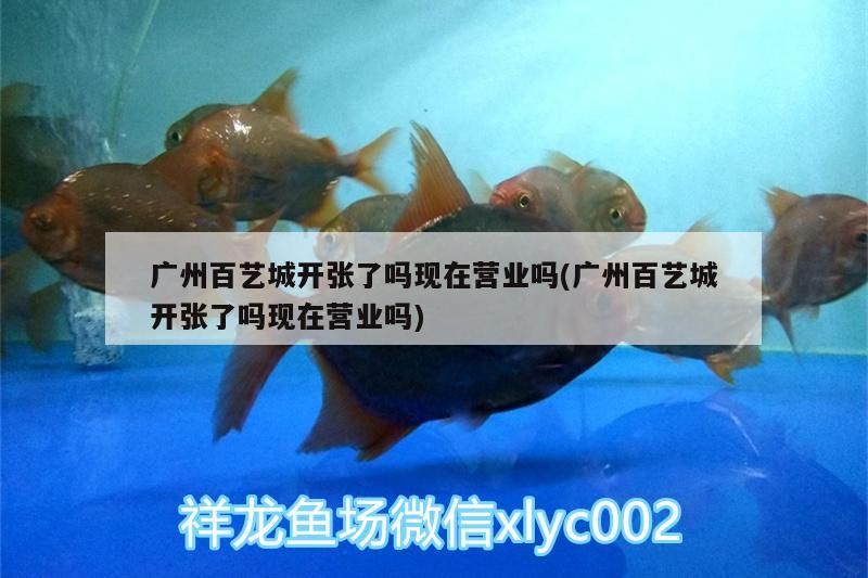 廣州百藝城開張了嗎現(xiàn)在營業(yè)嗎(廣州百藝城開張了嗎現(xiàn)在營業(yè)嗎)（廣州百藝城開張了嗎）