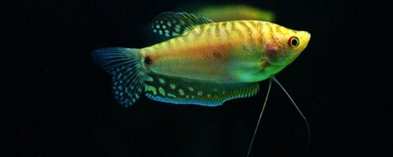 藍曼龍和黃曼龍可以繁殖嗎？（曼龍魚和黃曼龍能在一起繁殖嗎）