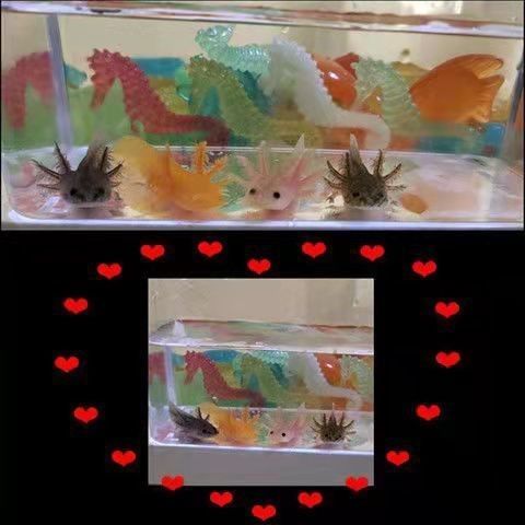 白龍魚的市場價格是多少（白龍魚市場價格集中在5.96-32.53元區(qū)間）