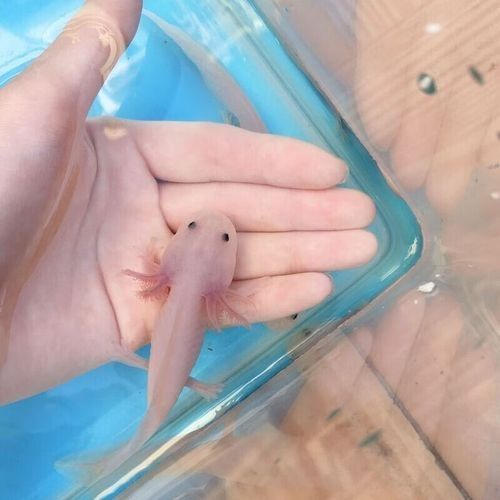 白龍魚的市場價格是多少（白龍魚市場價格集中在5.96-32.53元區(qū)間）