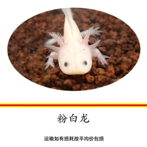 白龍魚的市場價格是多少（白龍魚市場價格集中在5.96-32.53元區(qū)間）