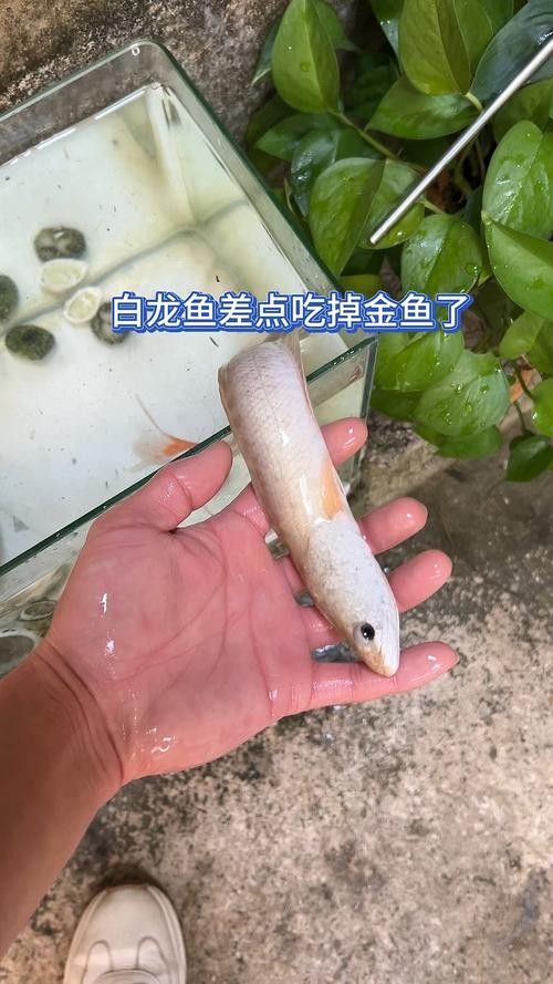 白龍魚的市場價格是多少（白龍魚市場價格集中在5.96-32.53元區間）