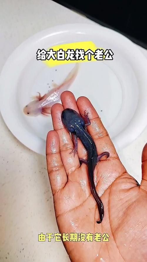 白龍魚的市場價格是多少（白龍魚市場價格集中在5.96-32.53元區間）