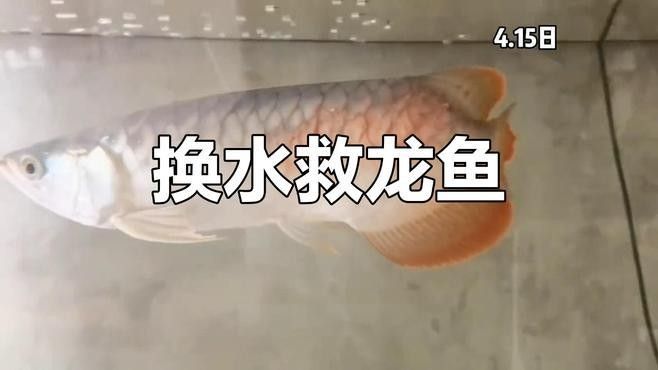 龍魚身上有白色絮狀物會自愈嗎（龍魚身上出現白色絮狀物會自愈嗎）