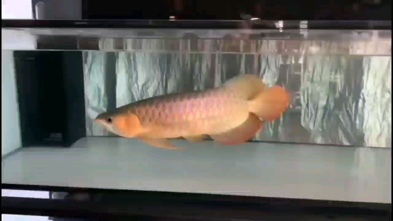 紅細胞恩佐（紅細胞恩佐是一種治療貧血的藥物）