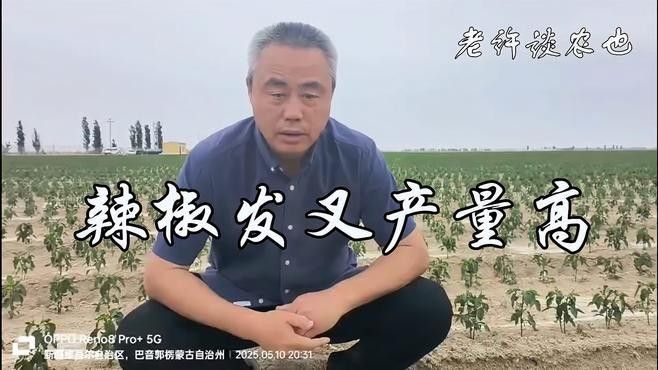 紅龍辣椒的產(chǎn)量如何？（影響紅龍辣椒產(chǎn)量的因素）